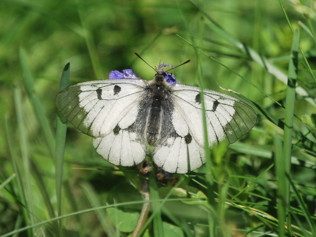Id
